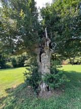 Hollow old trunk, open to a shell with a long dark slit and broken stubs, carrying a full green crown on a sunlit lawn