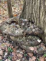 Large layered conks with cracked gray-brown tops stacked at the foot of a furrowed trunk in leaf litter