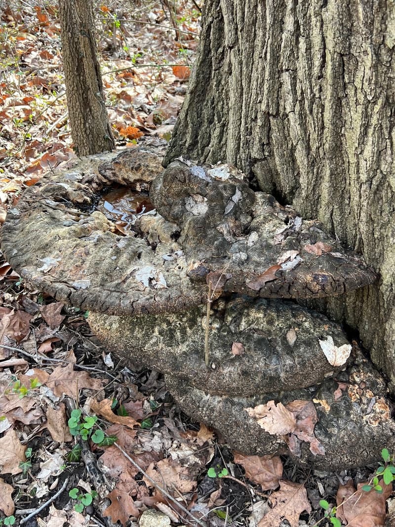 Large layered conks with cracked gray-brown tops stacked at the foot of a furrowed trunk in leaf litter