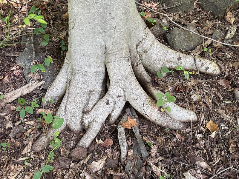 Smooth gray beech root flare spreading into leaf litter, dead sticks and stones