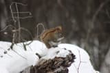 A red squirrel sitting on a brush pile of branches and sticks at a woodland edge