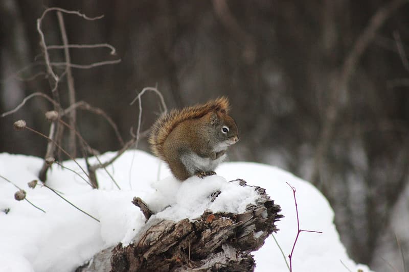 A red squirrel sitting on a brush pile of branches and sticks at a woodland edge