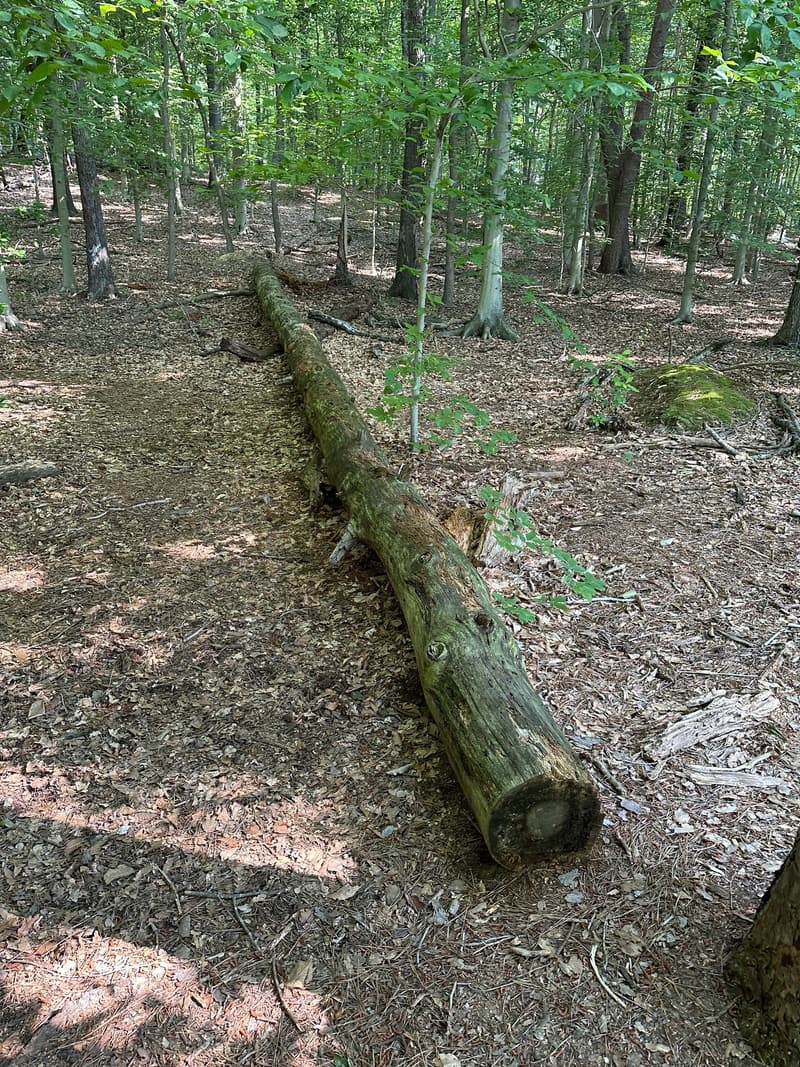 Long fallen log, weathered and green with moss, lying on a forest floor among leaf litter and young trees in dappled light