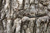 Twisted steel wire sunk into the rough gray bark of a tree trunk, wood grown over both ends