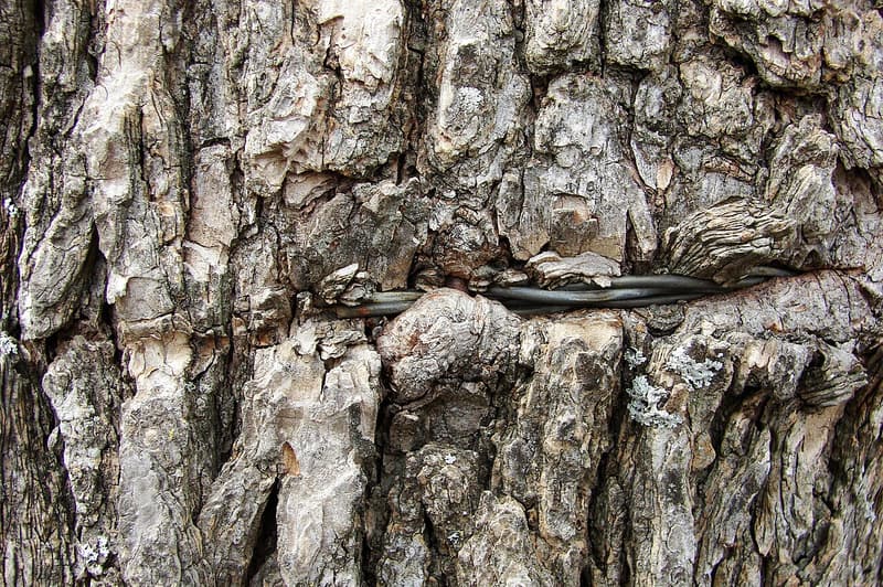 Twisted steel wire sunk into the rough gray bark of a tree trunk, wood grown over both ends