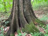 Base of a big trunk flaring into thick, mossy root buttresses above leaf litter in summer woods