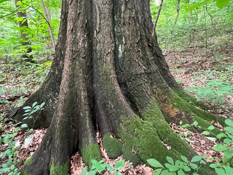 Base of a big trunk flaring into thick, mossy root buttresses above leaf litter in summer woods