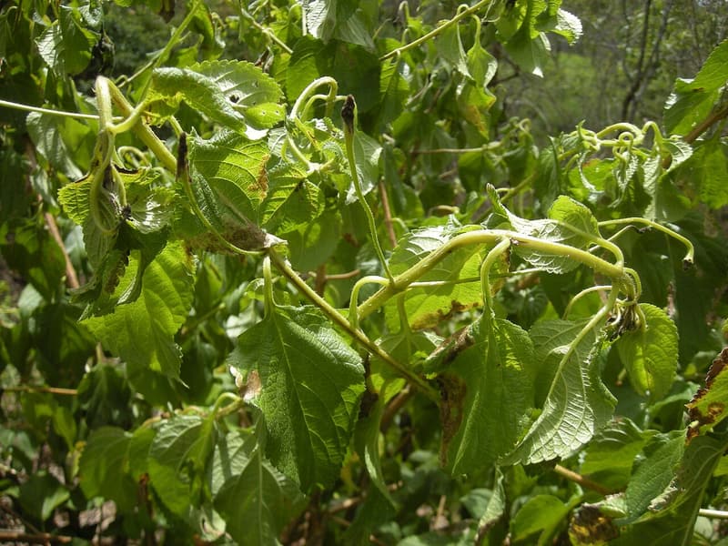 Green shoot tips of a lantana shrub bent into hooks and loops above its broad, wrinkled leaves