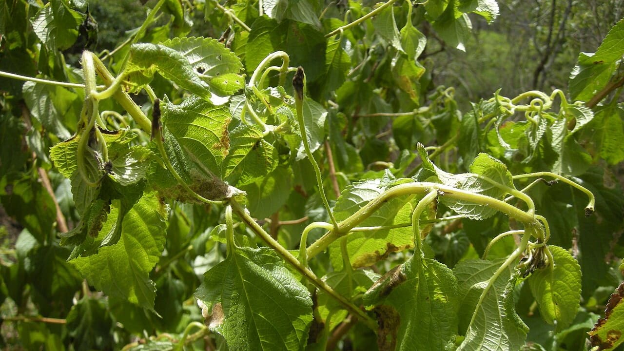 Herbicide damage on trees: signs, weed-and-feed and recovery