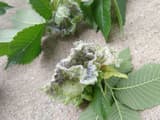 Curled clusters of American elm leaves coated in white wax and dark aphids, beside flat green leaves
