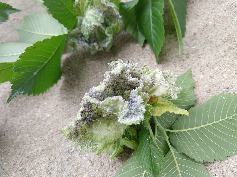 Curled clusters of American elm leaves coated in white wax and dark aphids, beside flat green leaves