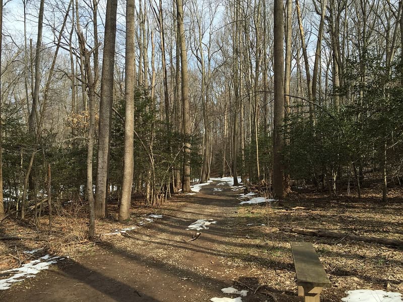 Trail through a grove of dark green American holly saplings under tall bare hardwoods in late winter