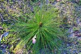 Longleaf pine seedling in its grass stage, a round tuft of long green needles around a bud at ground level