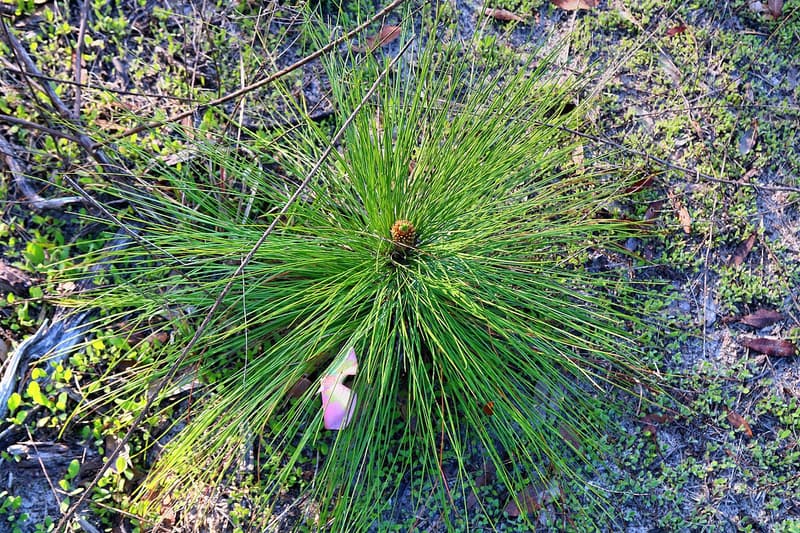 Longleaf pine seedling in its grass stage, a round tuft of long green needles around a bud at ground level