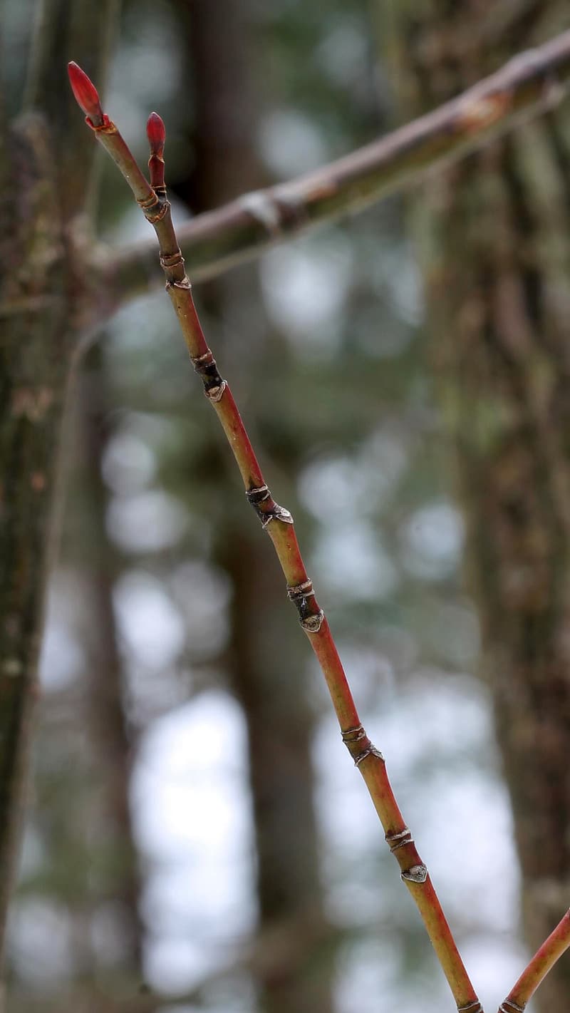 Reddish striped maple twig ending in two red buds, with rings of scars at intervals along the stem