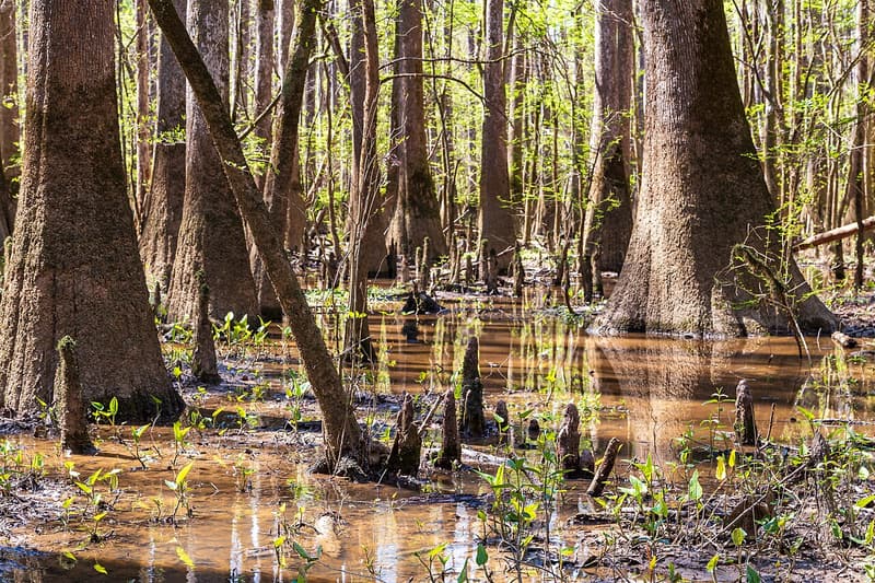 Bald cypress trunks and their knees standing in dark water in an old bottomland forest