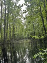 Tall bottomland hardwood trunks standing in still floodwater under a full green canopy in spring, mirrored in the dark water