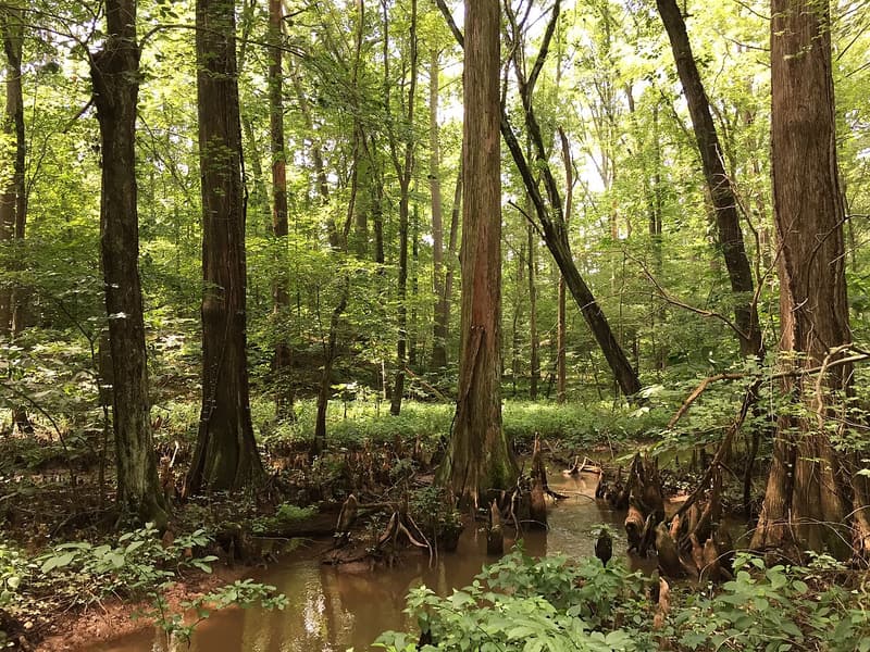Bald cypress trees with knees rising from the shallow water of a wooded swamp