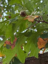 Overcup oak acorn almost wholly enclosed by its cup, lying among fallen leaves
