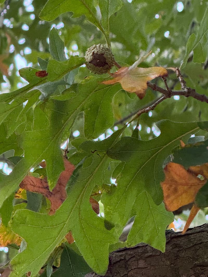 Overcup oak acorn almost wholly enclosed by its cup, lying among fallen leaves