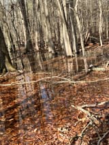 Leafless bottomland trees standing in clear winter floodwater over a floor of fallen brown leaves