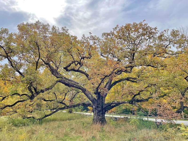Huge open-grown white oak in a field, its low limbs spreading wider than it is tall