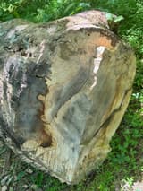 Weathered cut end of a large log in green undergrowth, showing growth rings and a dark heartwood core inside paler sapwood