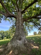 Looking up into the spreading crown of a white oak from its buttressed base, thick gray limbs reaching out, blue sky behind