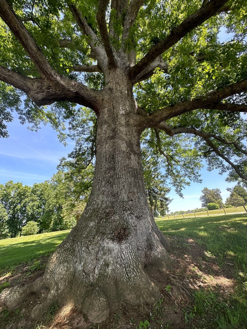 Looking up into the spreading crown of a white oak from its buttressed base, thick gray limbs reaching out, blue sky behind