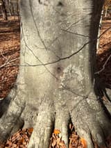 Base of a big American beech, smooth light gray bark flaring into thick roots over fallen copper leaves