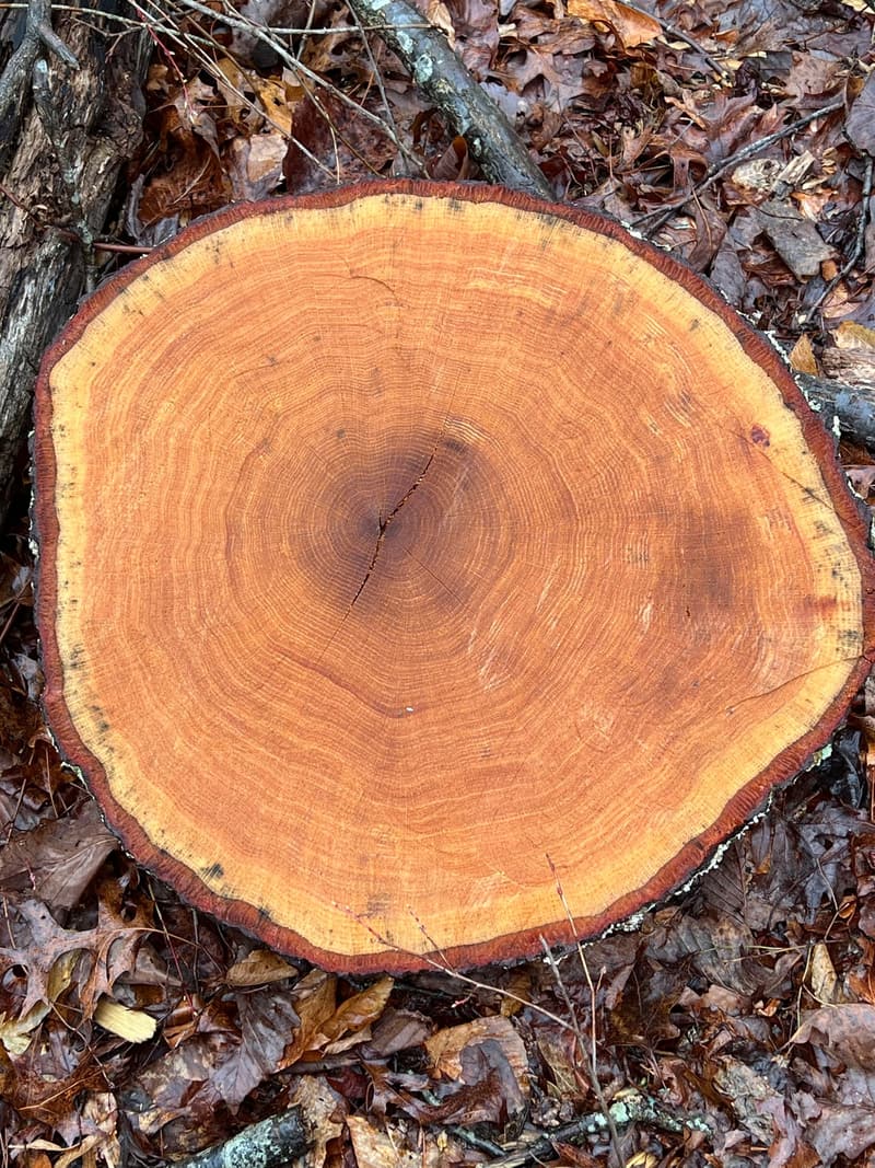 Fresh-cut end of a log in leaf litter, its orange wood showing fine growth rings from the thin bark in to the center