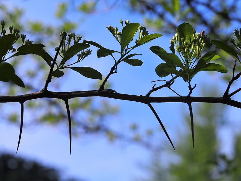 Long straight thorns along a hawthorn twig, silhouetted against a blue sky
