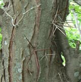 Long branched thorns bristling from the bark of a honey locust trunk