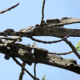 Sweetgum twigs against a blue sky, each edged with thick, dark corky wings