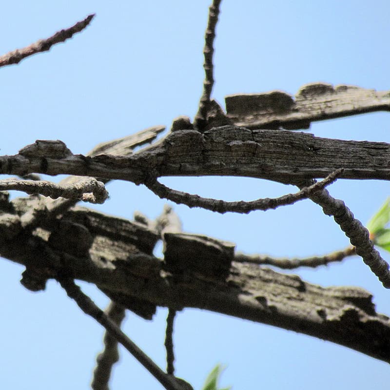 Sweetgum twigs against a blue sky, each edged with thick, dark corky wings