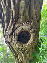 Round shallow cavity in a trunk, dark old wood ringed by a thick rolled rim of new wood, the bark around it deeply ridged