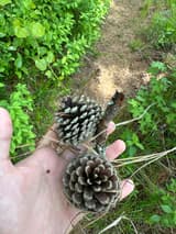 Two pitch pine cones in an open hand on a woodland path, one opened wide and one still closed, dry pine needles across them
