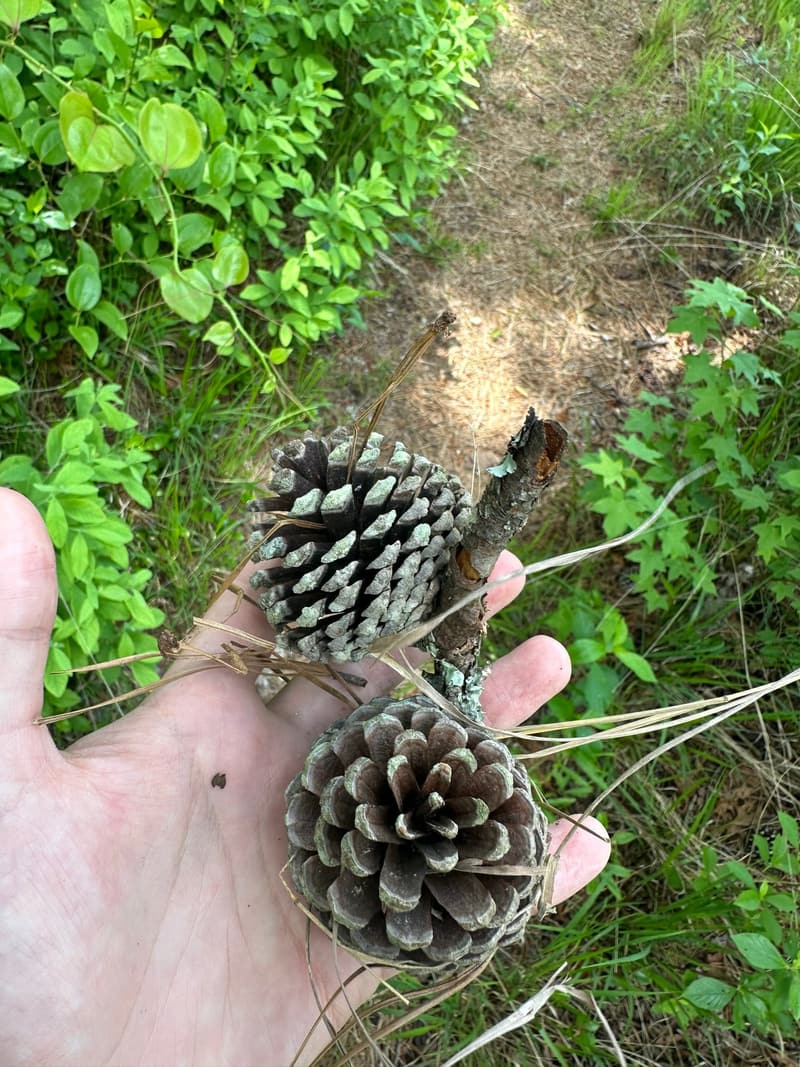 Two pitch pine cones in an open hand on a woodland path, one opened wide and one still closed, dry pine needles across them