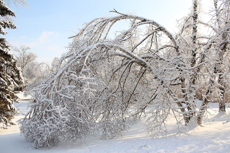 Paper birch arched over under a thick coat of ice and snow, its crown bent down to the snowy ground