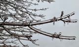 Thin branches and twigs encased in clear ice, small icicles hanging from the tips, against a gray sky