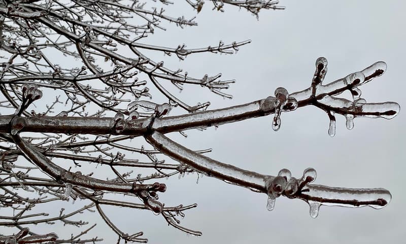Thin branches and twigs encased in clear ice, small icicles hanging from the tips, against a gray sky