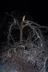 Small tree split at its forks at night, its broken stems pale and jagged above branches beaded with ice