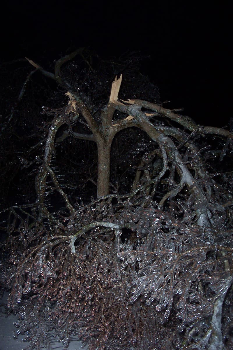 Small tree split at its forks at night, its broken stems pale and jagged above branches beaded with ice