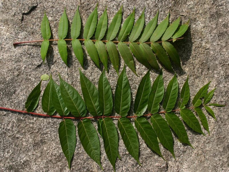 A sumac leaf with narrow toothed leaflets above a tree of heaven leaf with broader, smooth-edged leaflets