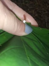Fingers pinching the base of a snapped maple leaf stalk, with a drop of milky white sap beading at the break