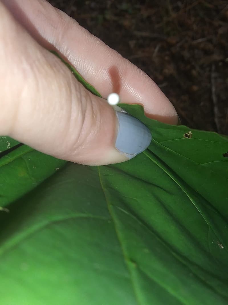 Fingers pinching the base of a snapped maple leaf stalk, with a drop of milky white sap beading at the break