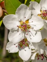 White five-petaled Callery pear flowers in a cluster, each with a ring of purple-tipped stamens at its center