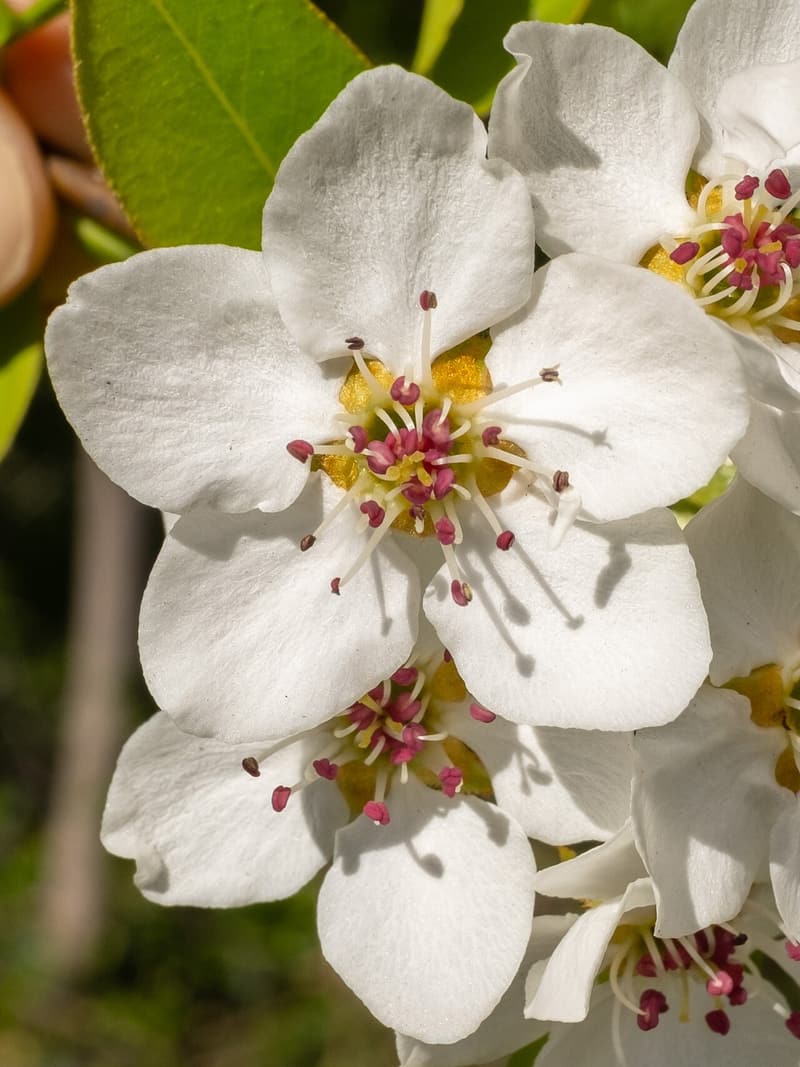 White five-petaled Callery pear flowers in a cluster, each with a ring of purple-tipped stamens at its center