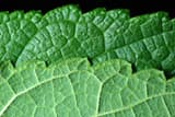 A red mulberry leaf's dark, puckered top above the paler underside of another, its raised veins hairy, against black