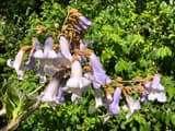 A cluster of pale violet, trumpet-shaped princess tree flowers with fuzzy brown cups, on a branch before green leaves